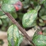 Cotoneaster microphyllus Bark