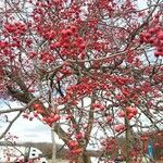 Crataegus viridis Gyümölcs