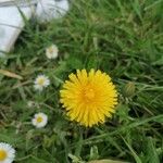 Taraxacum campylodesBlüte