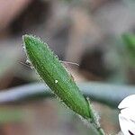 Andrographis paniculata Fruit