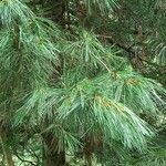 Pinus koraiensis 葉