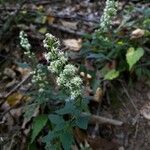 Solidago bicolor Flower