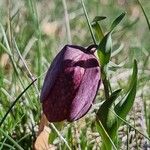 Fritillaria tubaeformis Õis