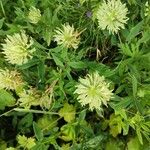 Trifolium ochroleucon Flower