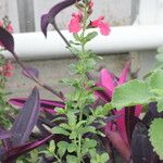 Salvia × jamensis Kukka