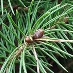 Picea glauca List