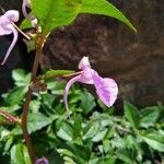 Impatiens baronii Žiedas