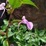 Impatiens baronii 花