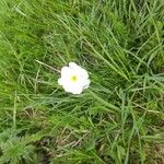 Ranunculus amplexicaulis Flower