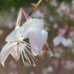 Oenothera gauraFlower