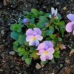 Viola × williamsii Blüte