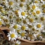 Tanacetum parthenium Květ