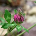 Trifolium pratense Квітка