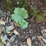 Ranunculus cortusifolius Leaf