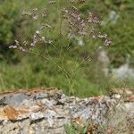 Limonium duriusculum Pokrój