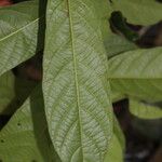 Antidesma laciniatum Лист