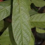 Antidesma laciniatum Leaf