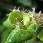 Spiracantha cornifolia Fruit