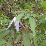 Clematis alpinaBlüte