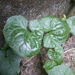 Asarum caudatum ᱥᱟᱠᱟᱢ