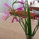 Gladiolus italicus Blüte