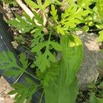 Ambrosia artemisiifolia Foglia