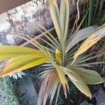 Acanthophoenix rubra Leaf