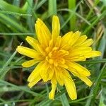 Scorzoneroides autumnalis Flower