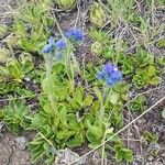 Veronica bellidioides Blomst