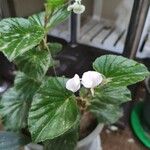 Begonia葉