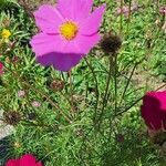 Cosmos bipinnatusBlüte