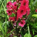 Primula japonica Cvet