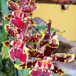 Oncidium altissimum Kukka