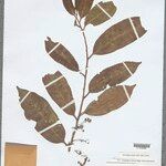 Iryanthera laevis Folio