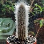 Cleistocactus strausii Frunză