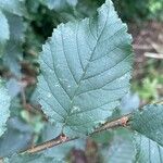 Ulmus minor Leaf