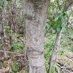 Laurus novocanariensis Кора