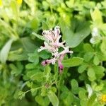 Fumaria agraria Flor