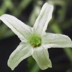 Cestrum fragile Flower