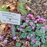 Cyclamen coum 整株植物