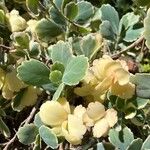 Kalanchoe fedtschenkoi पत्ता