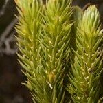 Huperzia suberecta Fruto