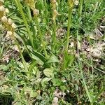 Orchis anthropophora Blatt