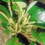 Hieronyma oblonga Flor