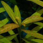Hygrophila polysperma Лист