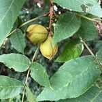 Juglans cinerea Fruit