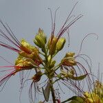 Erythrostemon gilliesii Flower