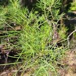 Senna artemisioides Blatt