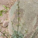 Scrophularia laevigata অভ্যাস