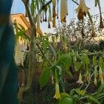 Brugmansia versicolor পাতা